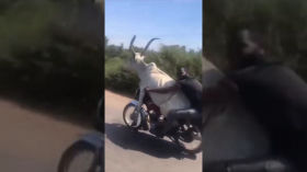 motorcycle_cowboy_on_the_move
